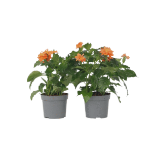 Voetzoekerbloem - Set van 4 - Crossandra'Fortuna'- Hoogte 20-30cm -⌀13cm