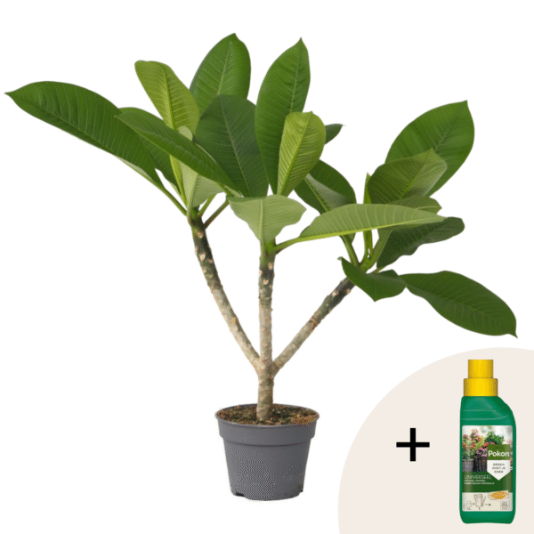 Frangipani Hawaii + plantenvoeding - Plumeria rubra - Hoogte 45-55cm -⌀17cm