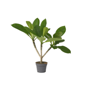 Frangipani Hawaii - Plumeria rubra'Hawaii'- Hoogte 45-55cm -⌀17cm
