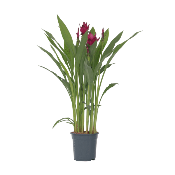 Siamese tulp - Curcuma alismatifolia - Hoogte 70-90cm -⌀19cm