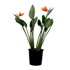 Paradijsvogelbloem - Strelitzia reginae - met bloemen - Hoogte 70-100cm -Ø19cm