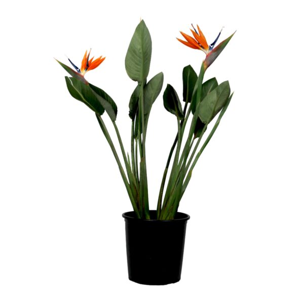 Paradijsvogelbloem - Strelitzia reginae - met bloemen - Hoogte 70-100cm -Ø19cm