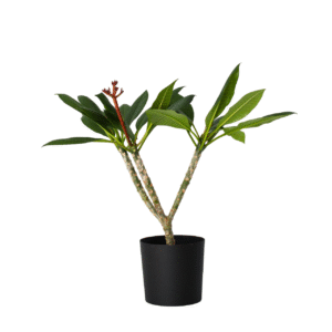 Frangipani wit - Plumeria rubra'White'- Hoogte 55-70cm -⌀17cm