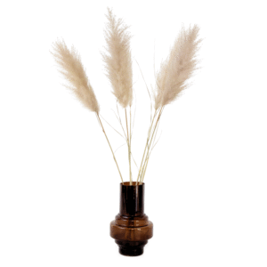 Droogbloemen - Set van 5 - Dryflower'Cortaderia Plum'- Droogbloemen
