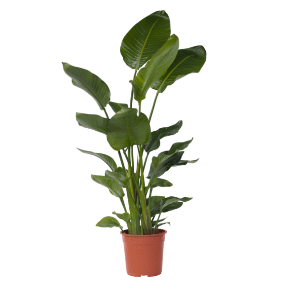 Paradijsvogelplant - Strelitzia nicolai - Hoogte 150-170cm -⌀28cm