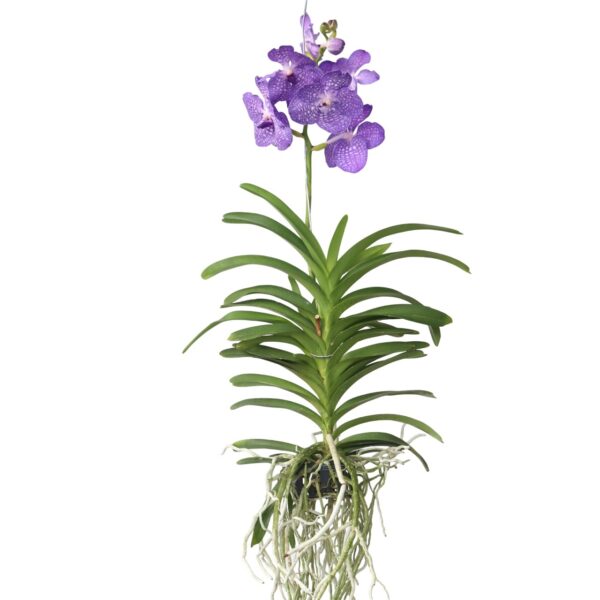 Royal Blue Orchidee - Vanda'Magic Royal Blue'- Hoogte 90cm