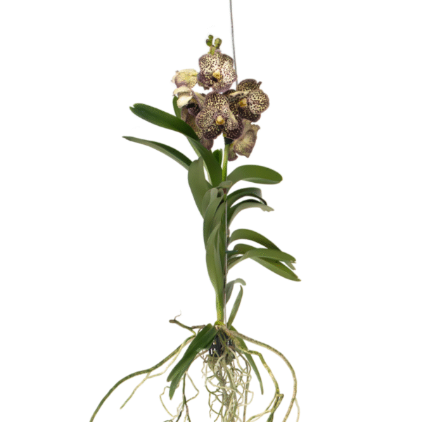 Orchidee - Vanda'Ocelot Mocha'- Hoogte 55-65cm