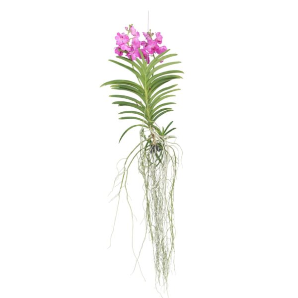 Roze Orchidee XXL - Vanda'Pink'- Hoogte 90cm
