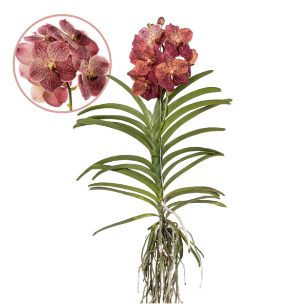 Orchidee - Vanda'Leopard Coral'- Hoogte 80-90cm