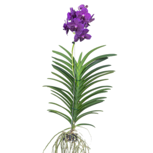Paarse Orchidee - Vanda'Velvet Blackberry'- Hoogte 80-90cm
