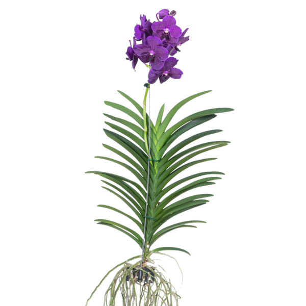 Paarse Orchidee - Vanda'Velvet Blackberry'- Hoogte 80-90cm