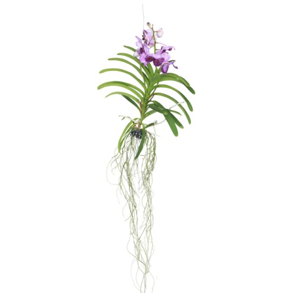 Lila Orchidee L - Vanda'Lila'- Hoogte 55-65cm