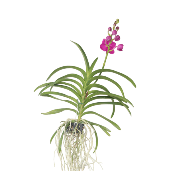 Roze Orchidee L - Vanda'Pink'- Hoogte 55-65cm