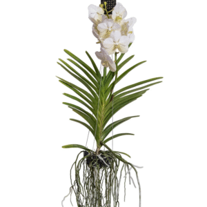 Witte Orchidee L - Vanda'White'- Hoogte 55-65cm