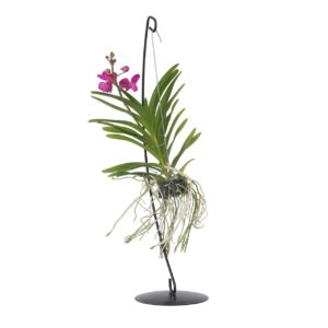 Roze Orchidee met standaard - Vanda'Pink'- Hoogte 45-55cm