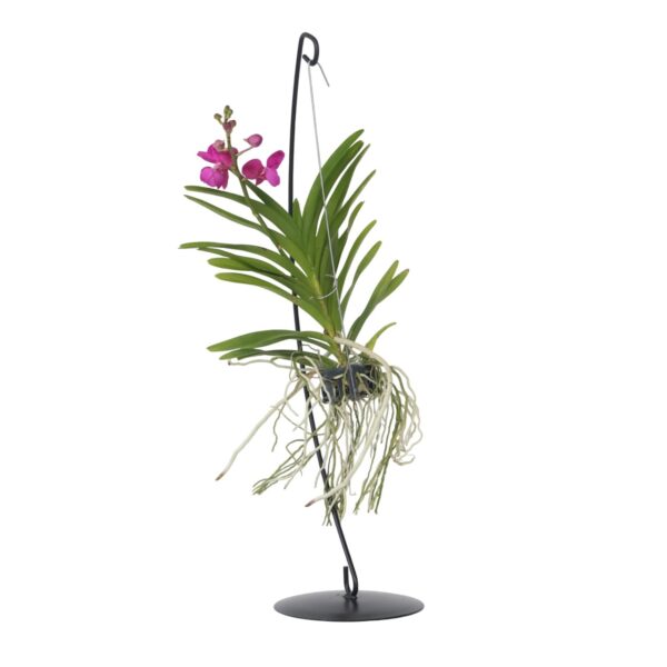 Roze Orchidee met standaard - Vanda'Pink'- Hoogte 45-55cm
