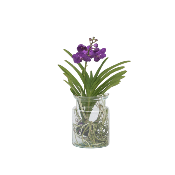 Blauwe orchidee - Vanda'Blue'- Hoogte 40-50cm -⌀14cm