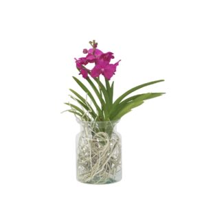 Creme-wit Orchidee - Vanda'Cerise'- Hoogte 40-50cm -⌀14cm