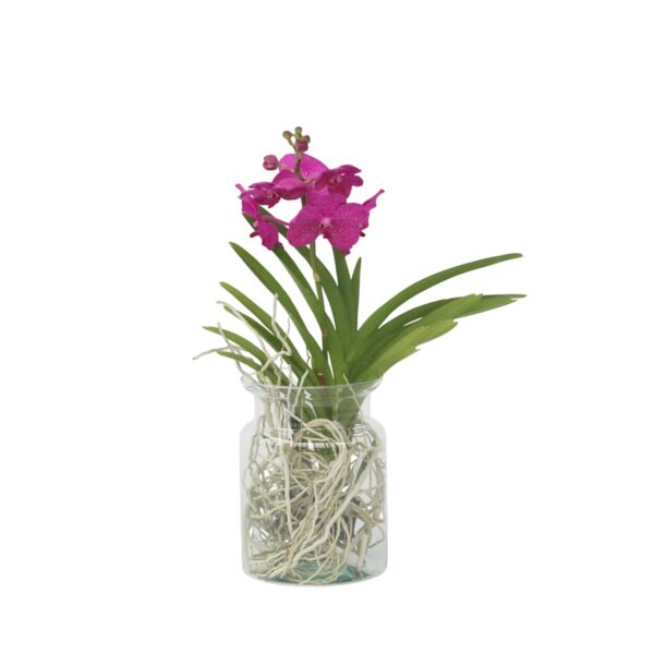 Creme-wit Orchidee - Vanda'Cerise'- Hoogte 40-50cm -⌀14cm