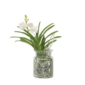 Witte Orchidee met vaas - Vanda'White'- Hoogte 40-50cm -⌀14cm