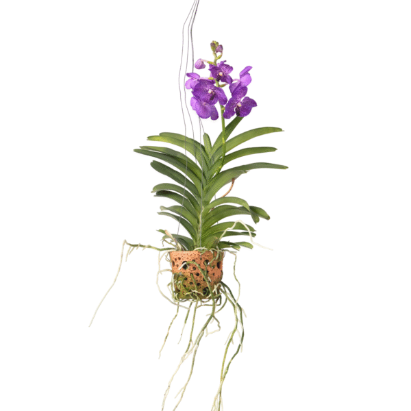 Orchidee - Vanda'Blue'- Hoogte 45-55cm -⌀12cm