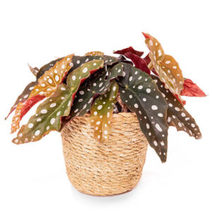 Autumn Blush 4 Stippenplant