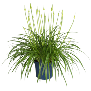 Agapanthus - Agapanthus'Amourette Blue'- Hoogte 65 cm -ø23 cm