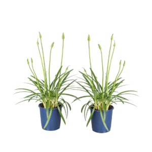 Kaapse Lelie - 2 stuks - Agapanthus'Superb Blue'- Hoogte 30-45cm -⌀14cm