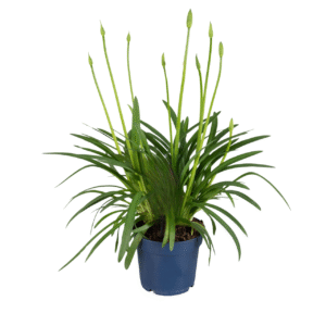 Afrikaanse Lelie - Agapanthus'Superb White'- Hoogte 55-70cm -⌀17cm