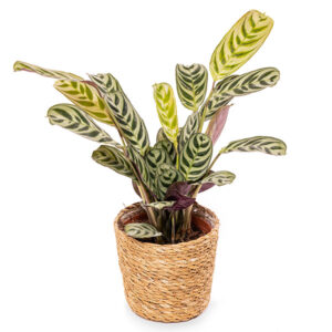 Gouden Glimlach 5 Ctenanthe Burle Marxii