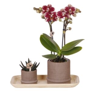 Cadeauset orchidee'Cocktail S'- Phalaenopsis - Hoogte 30cm