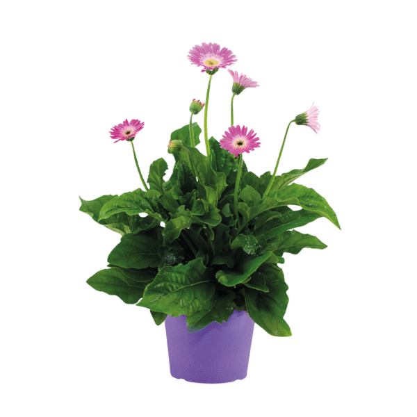 Gerbera garvinea - Paars - Hoogte 45-60cm -⌀19cm