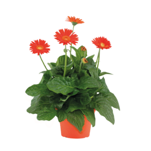 Gerbera garvinea - Oranje - Hoogte 45-60cm -⌀19cm