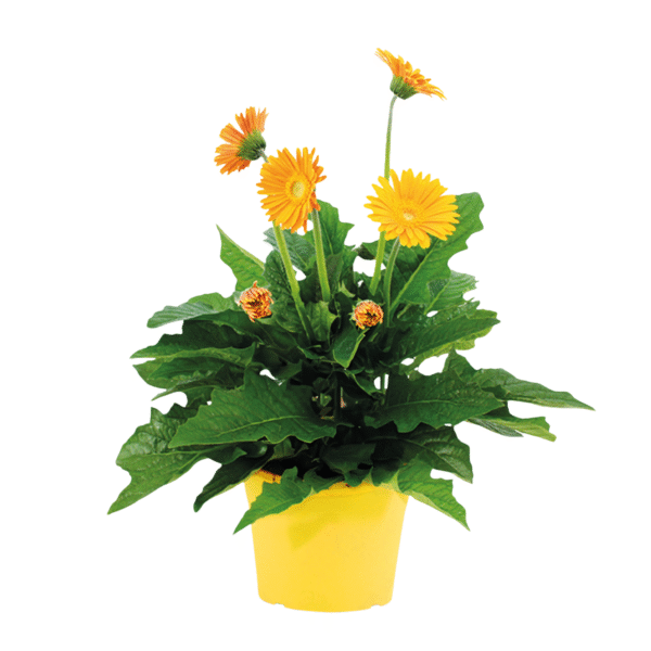 Gerbera garvinea - Geel - Hoogte 45-60cm -⌀19cm