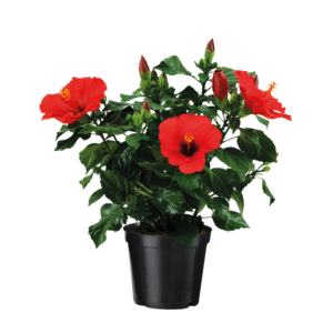 Chinese roos - Hibiscus rosa-sinensis - Rood -⌀17cm - Hoogte 40-50cm