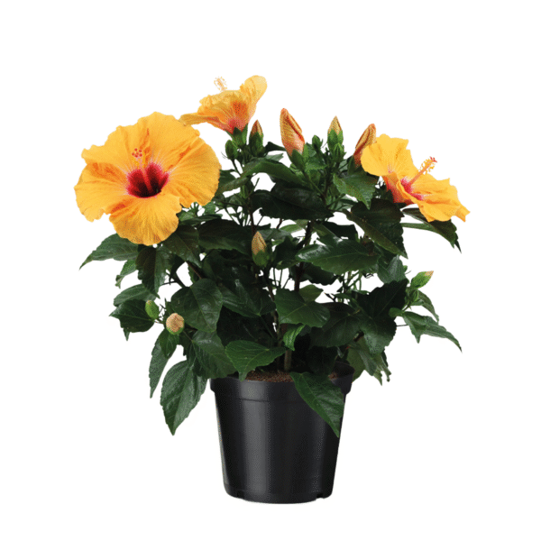 Chinese roos - Hibiscus rosa-sinensis - Oranje - Hoogte 40-50cm -⌀17cm