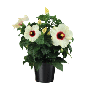 Chinese roos - Hibiscus rosa-sinensis - Wit -⌀17cm - Hoogte 40-50cm