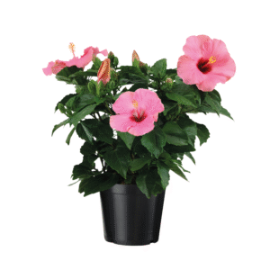 Chinese roos - Hibiscus rosa-sinensis - Roze - Hoogte 40-50cm -⌀17cm