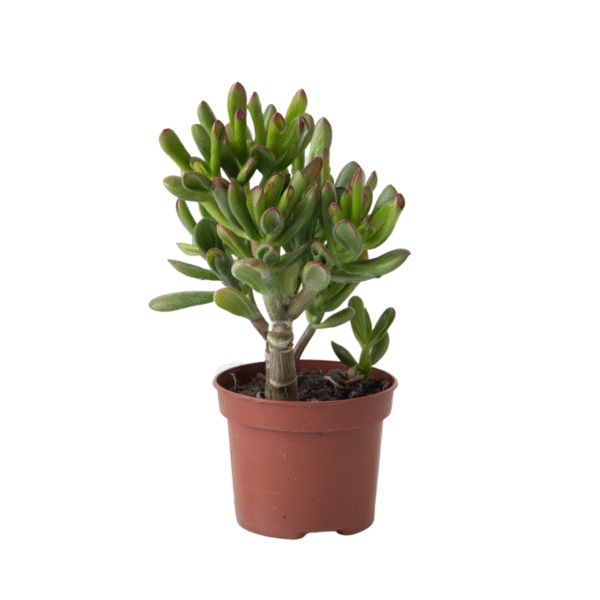 Geldboom - Crassula ovata'Gollum'- Hoogte 15-25cm - Pot 12cm