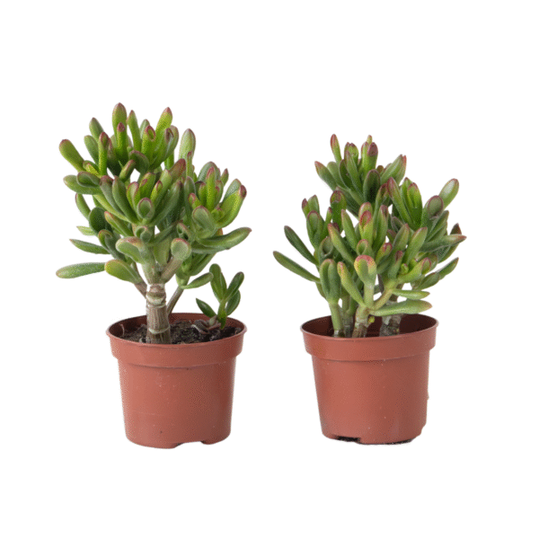Geldboom - Set van 2 - Crassula ovata'Gollum'- Hoogte 15-25cm - Pot 12cm