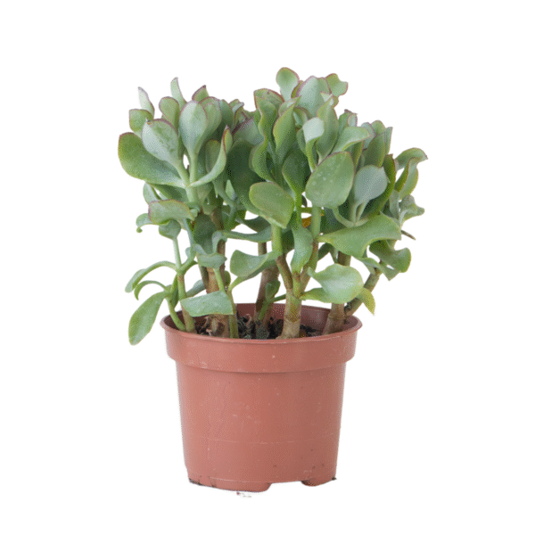Jadeplant - Crassula arborescens'Curly'- Hoogte 15-25 cm - Pot 12 c