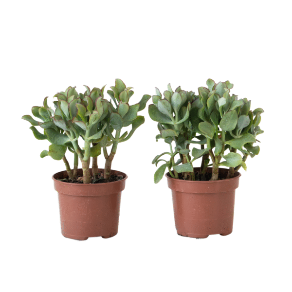 Jadeplant - Set van 2 - Crassula arborescens'Curly'- Pot 12 cm