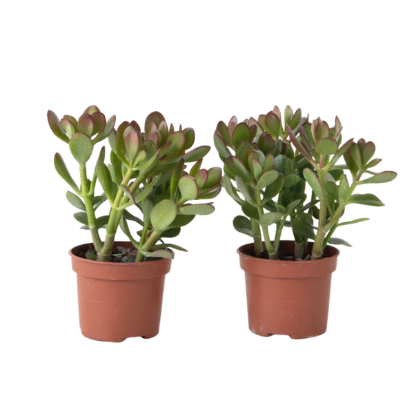 Geldboom - Set van 2 - Crassula ovata - Hoogte 15-25 cm -ø 12 cm