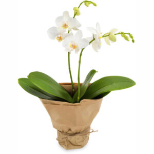 Witte orchidee