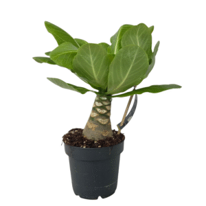 Hawaiipalm - Brighamia insignis - Hoogte 25-35cm - Pot 12cm