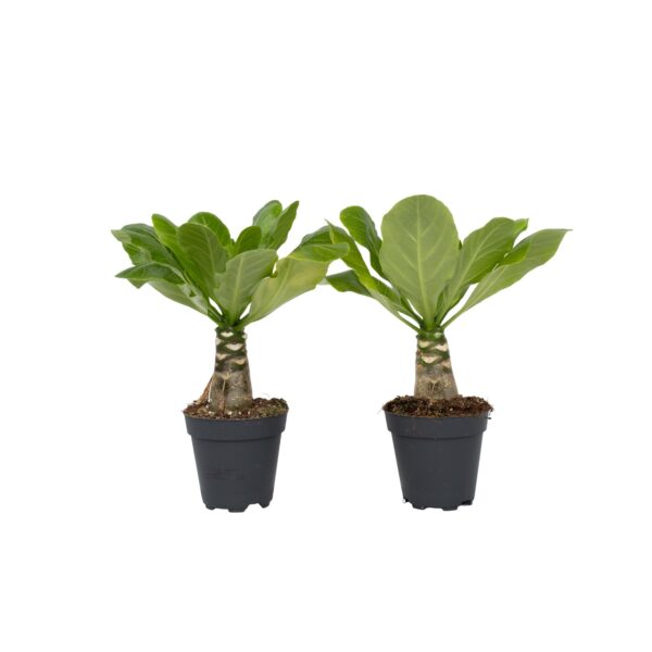 Hawaiipalm - Set van 2 - Brighamia'Insignis'- Hoogte 25-35cm -⌀12cm