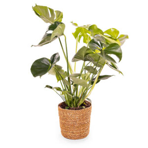 Autumn Blush 5 Monstera Gatenplant