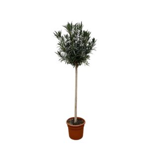 Droogbloemen Field Bouquet Multi - Ø25cm - ↕60cm - Ø15 - ↨35cm 5 Nerium Oleander op stam met rode bloem - 170cm- Ø40