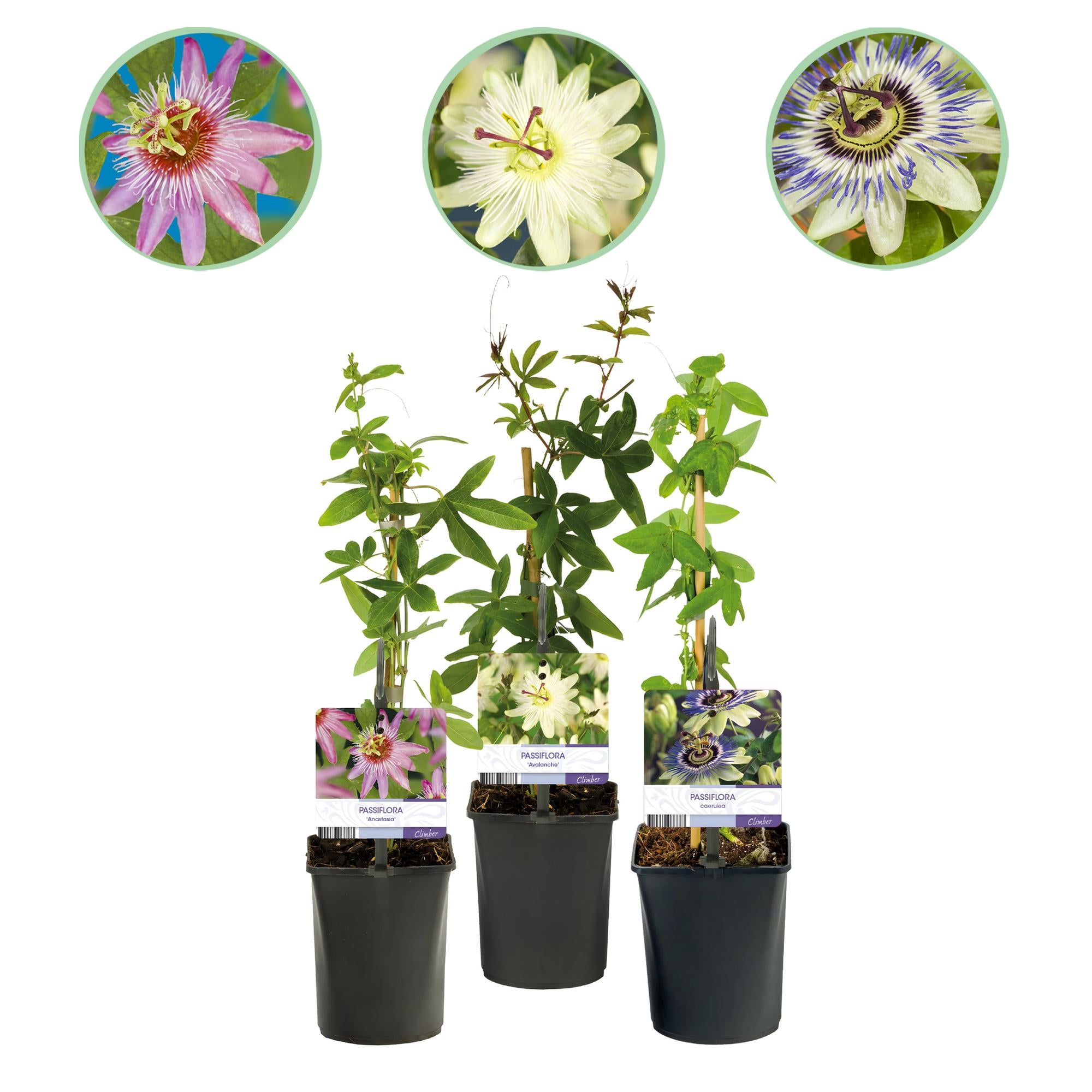 Green boutiQ - Passiebloem - Passiflora Tricolour - Bloem Roze Wit Paars - Weinig onderhoud - 3 planten - Pot 11cm Hoogte 40cm 1 Green boutiQ - Passiebloem - Passiflora Tricolour - Bloem Roze Wit Paars - Weinig onderhoud - 3 planten - Pot 11cm Hoogte 40cm