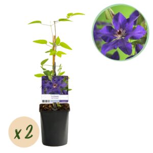 Droogbloemen Field Bouquet Multi - Ø25cm - ↕60cm - Ø15 - ↨35cm 3 Green boutiQ - Klimplant - Clematis The President - Bloem Roze - Weinig onderhoud -2 planten - Pot 11cm Hoogte 40cm